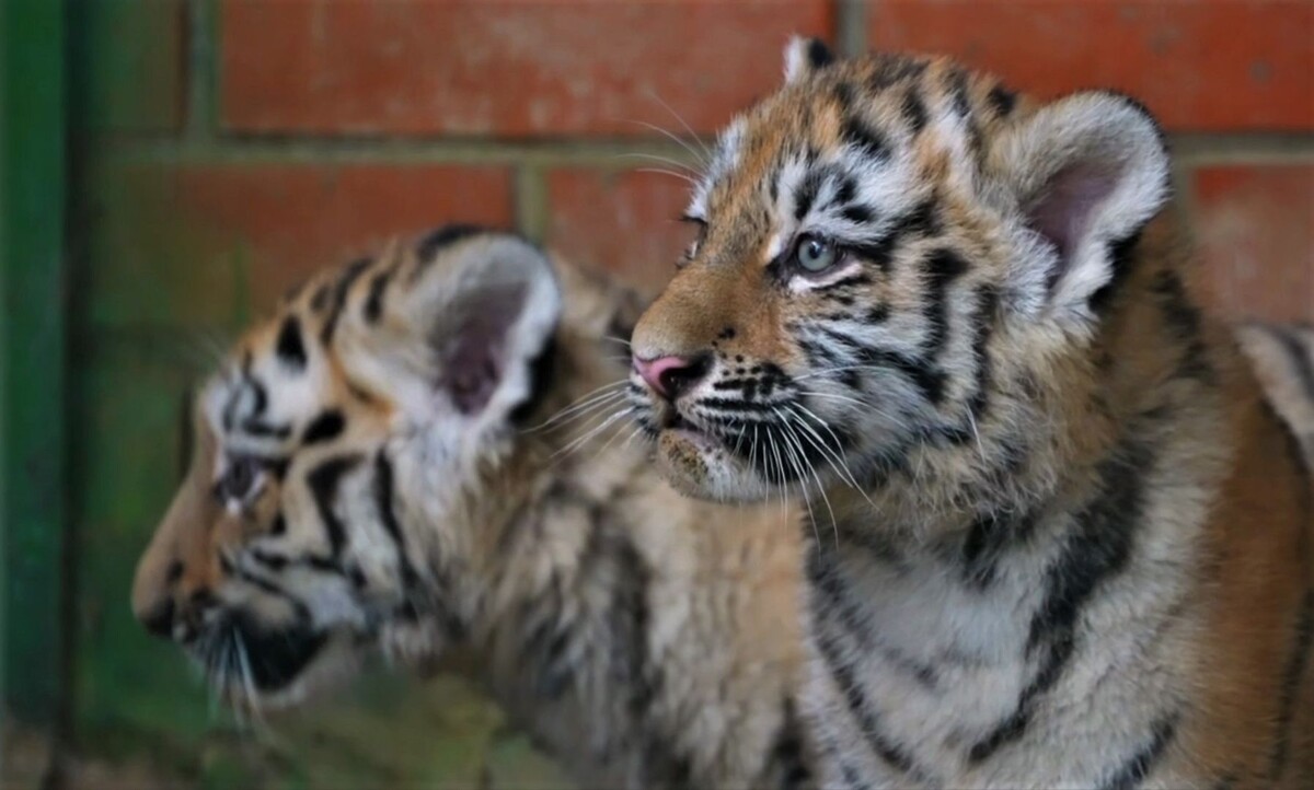     / Источник: Кадр из видео
