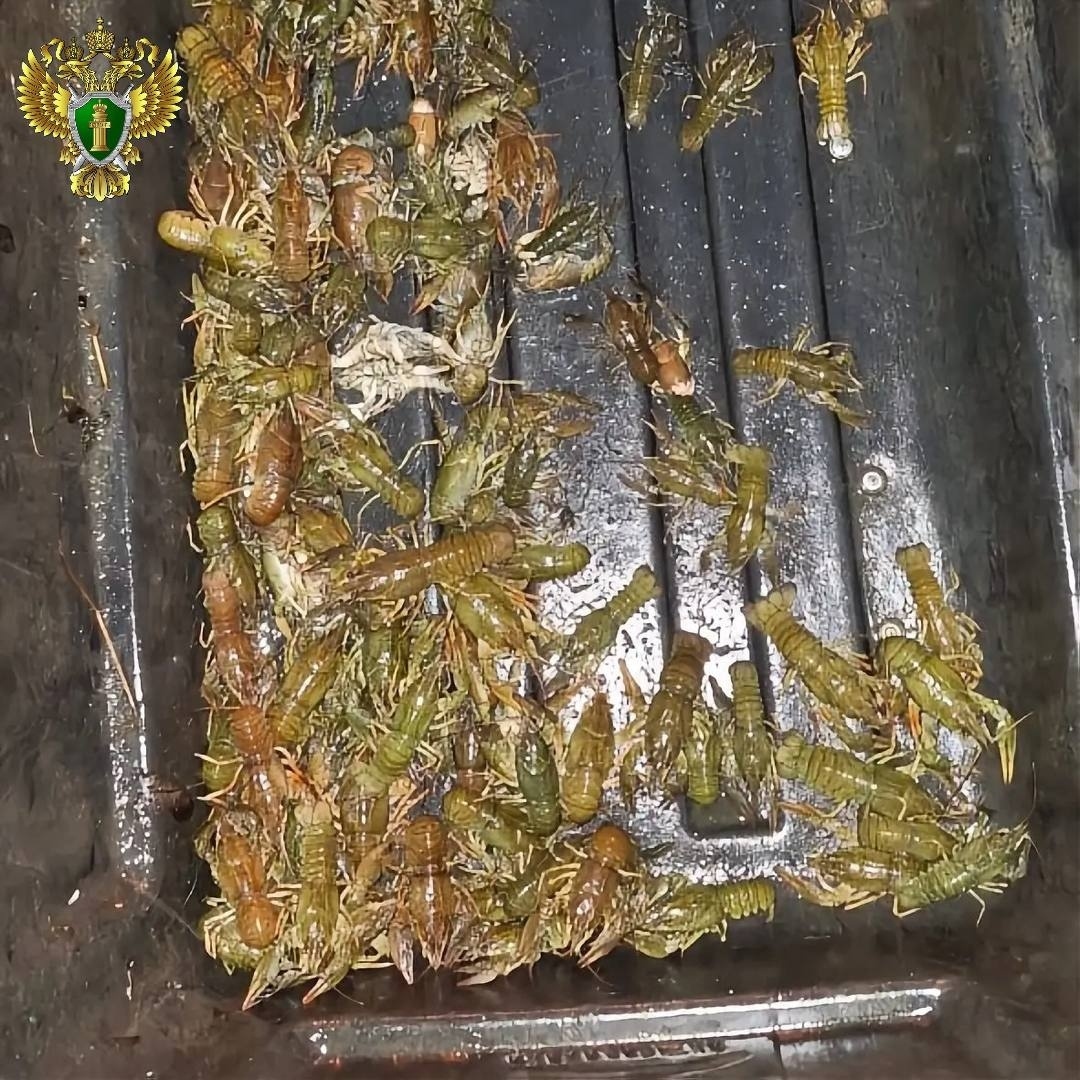 Раки из озера Смолино