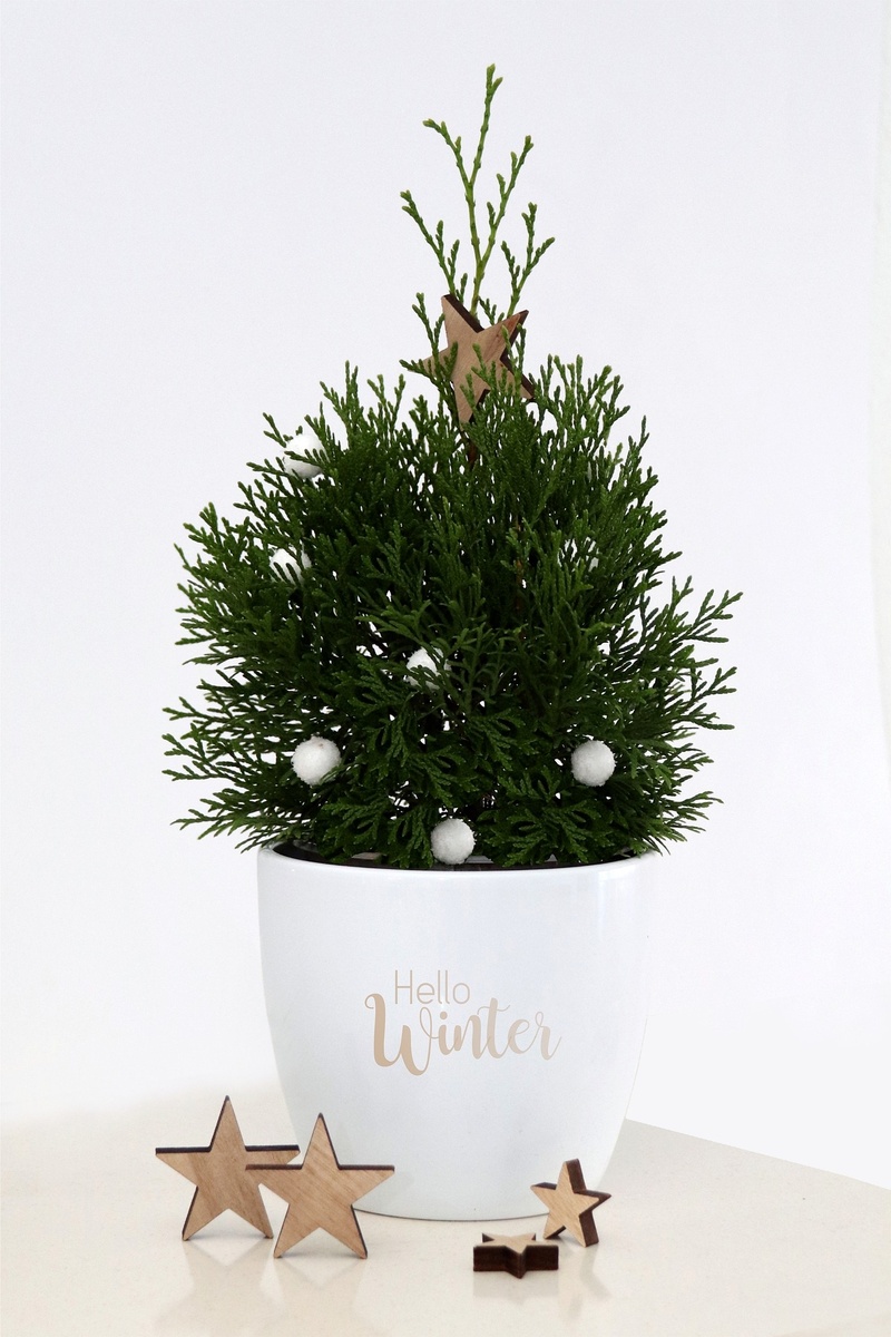    Фото с сайта продавца