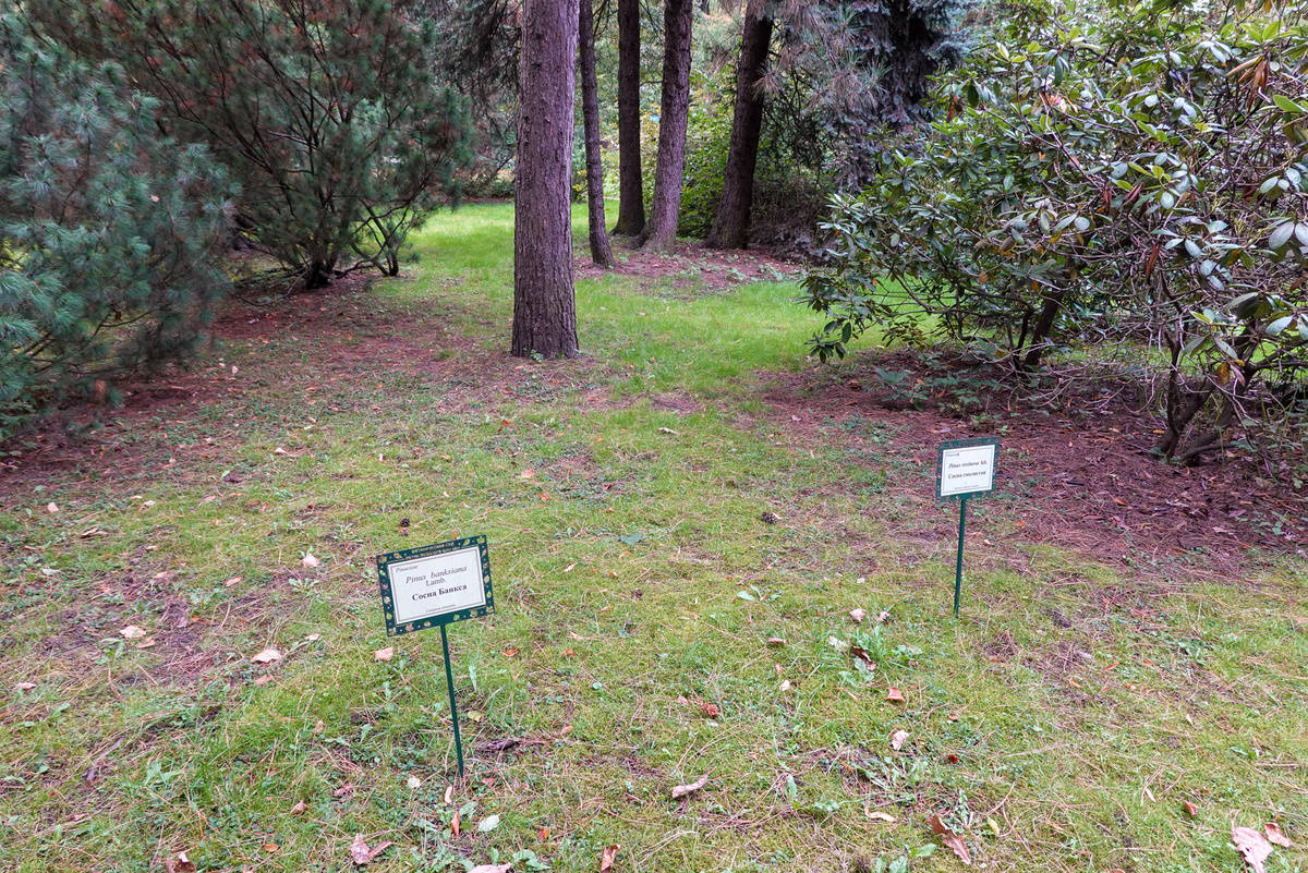 Ботанический сад Петра Великого.
