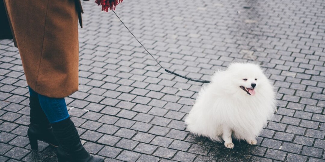 На кухне — золото, на улице — «глухая»: почему собака игнорирует вас на прогулке