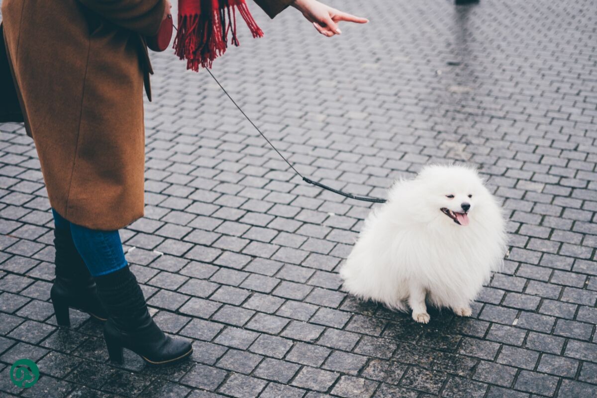 Почему собака не слышит команд на улице