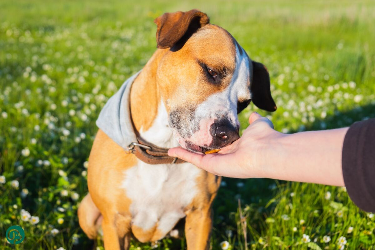 Поощрение собаки 