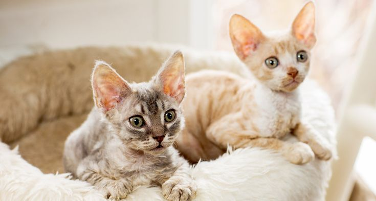 Ребенок - аллергик: можно ли ему завести "гипоаллергенную" кошку? Нет - таких не бывает