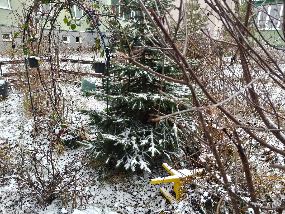 Фото автора, у нас первый снег