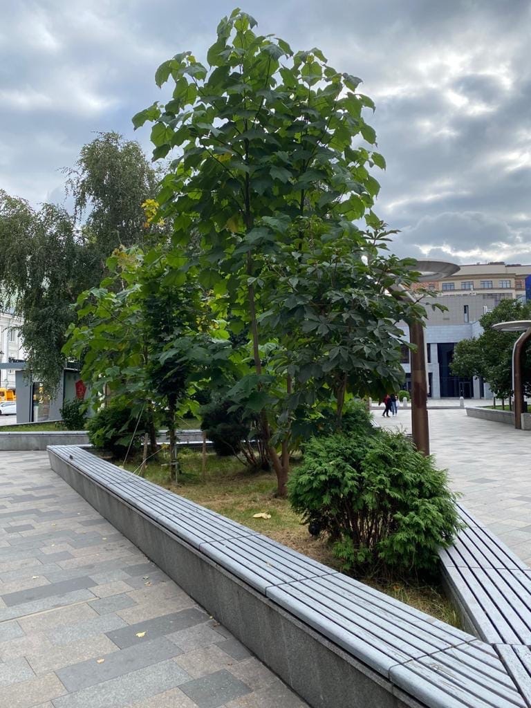 3-х летнее дерево Павловния в Москве в районе Садового кольца