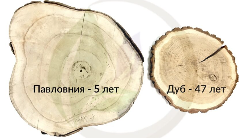 Срез ствола Павловнии и Дуба, возраст по кольцам и диаметр ствола