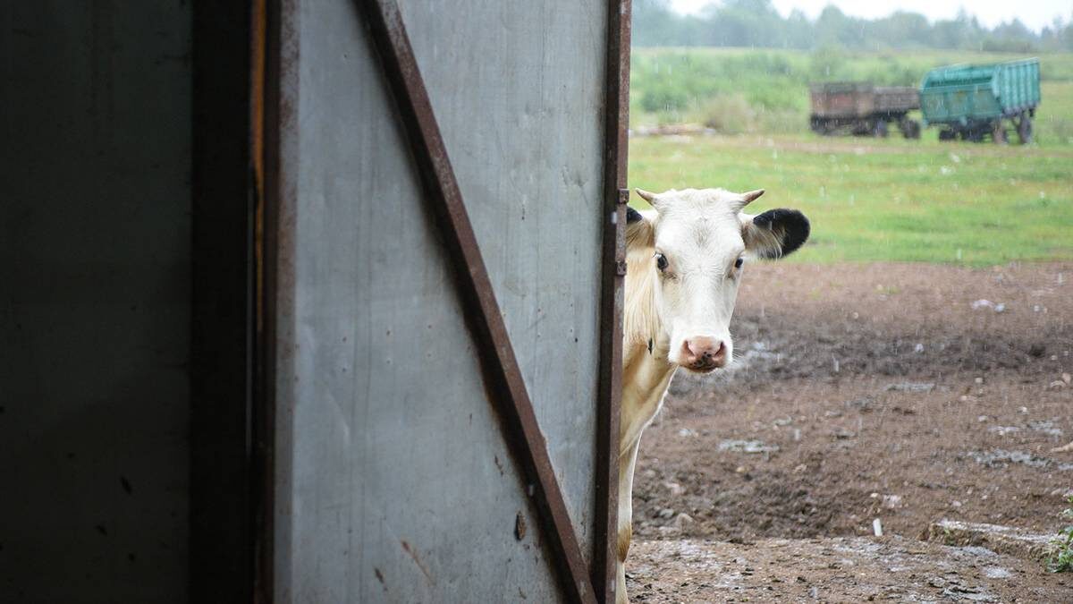    Фото: Пелагия Замятина / Вечерняя Москва