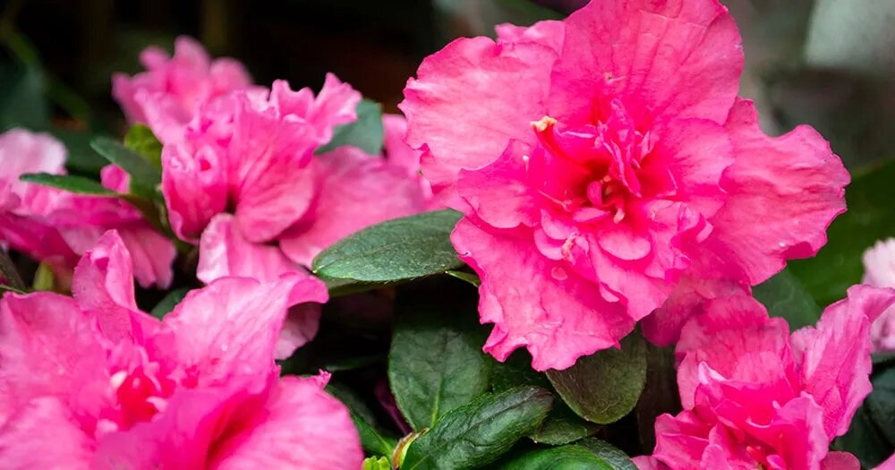 Комнатная азалия: полный гид по уходу за капризной красавицей