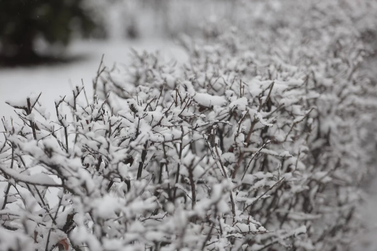    Когда в Псковской области установится зимняя погода, рассказала метеоролог
