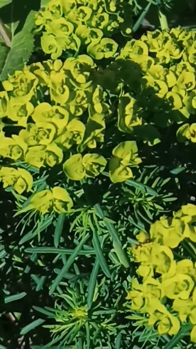  Рудбекия – канал про цветы. Молочай кипарисовый (лат. Euphorbia cyparissias)  — мой любимчик.