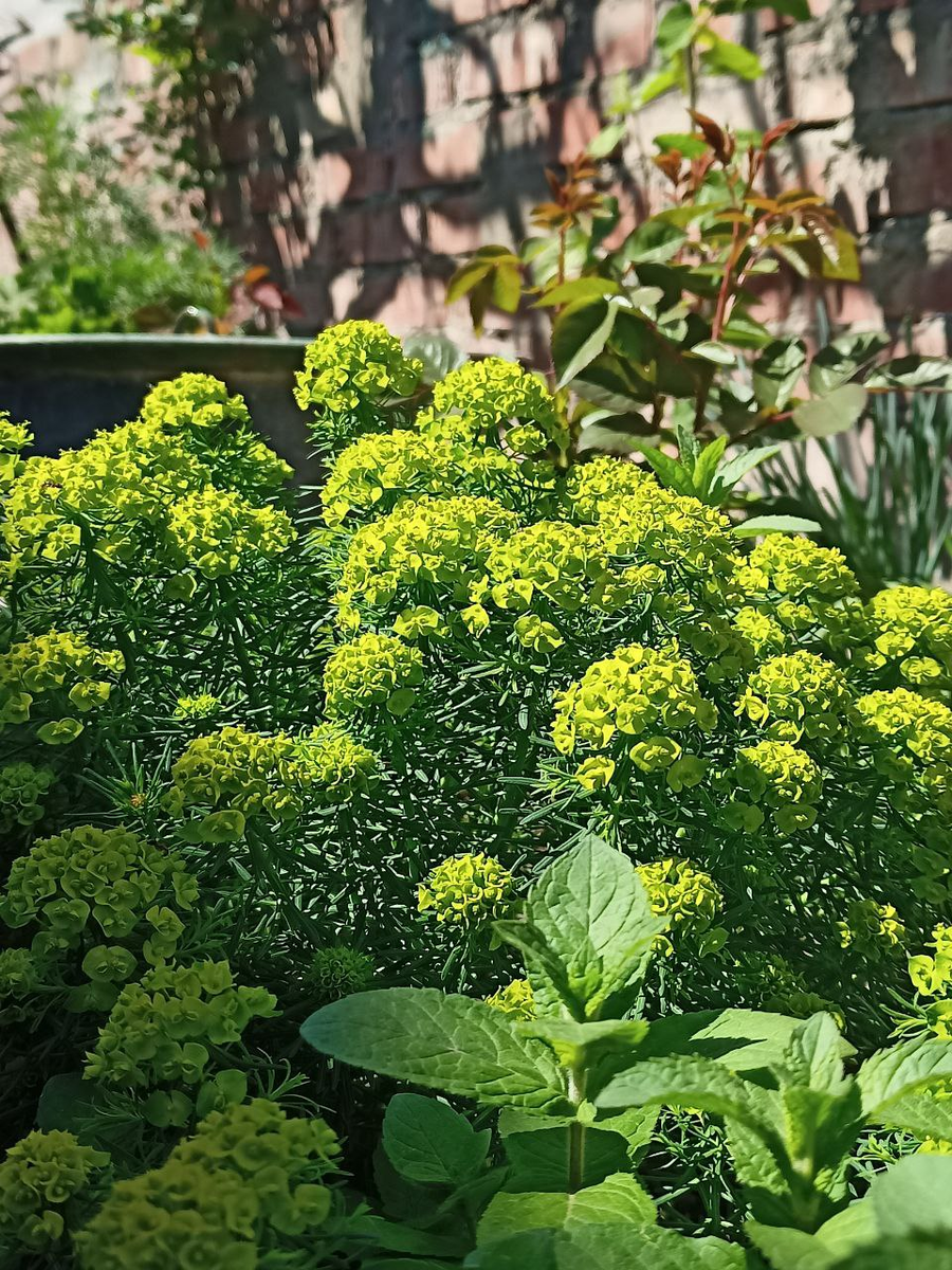  Рудбекия – канал про цветы. Молочай кипарисовый (лат. Euphorbia cyparissias)  — мой любимчик.