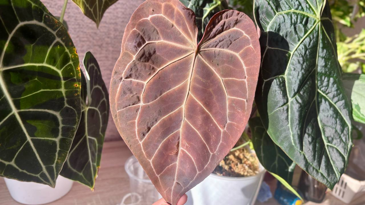 Антуриум Кристалинум