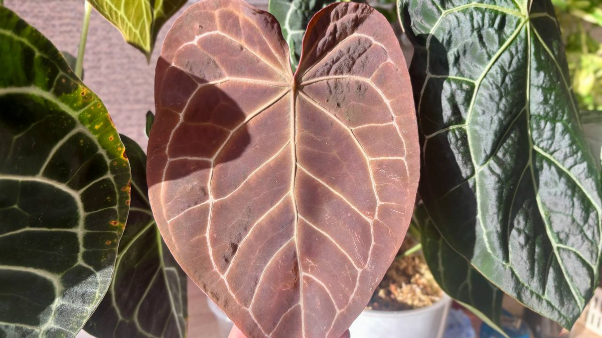 Антуриум Кристалинум