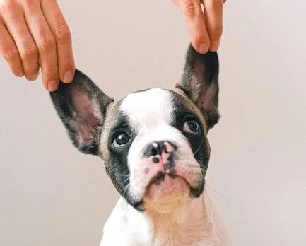 Автор:Anna Shvets