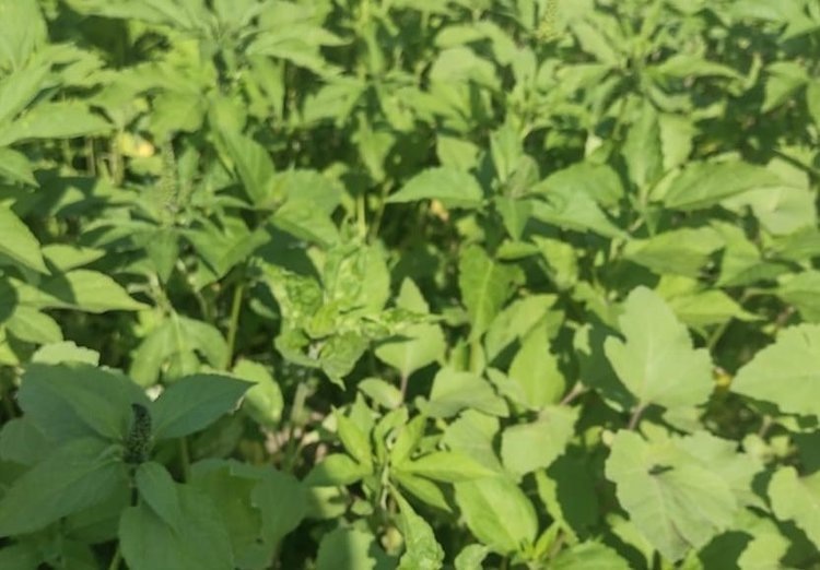    Фото: Управление Россельхознадзора по Республике Мордовия и Пензенской области