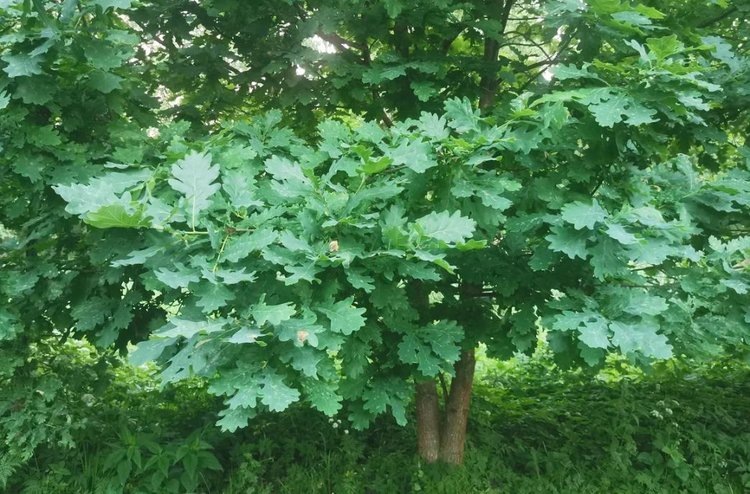    Фото: Лукьянов Дмитрий, AgroXXI.ru