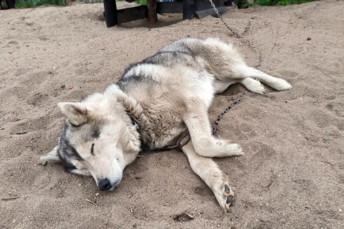    В омском приюте для животных попросили не винить полицейских в гибели хаски