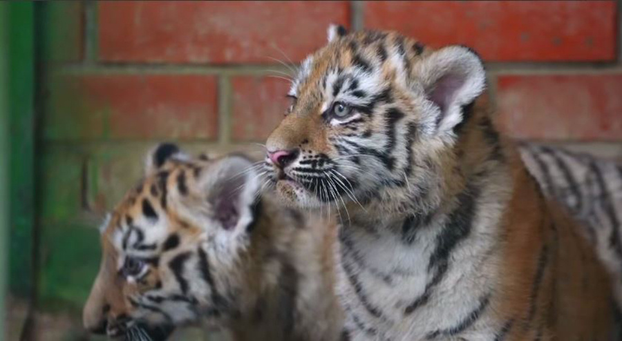    © Московский зоопарк