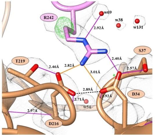   Взаимодействия атомов в молекуле химозина / © International Journal of Biological Macromolecules
