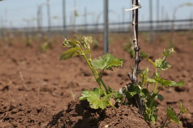     © РИА Новости. Макс Ветров