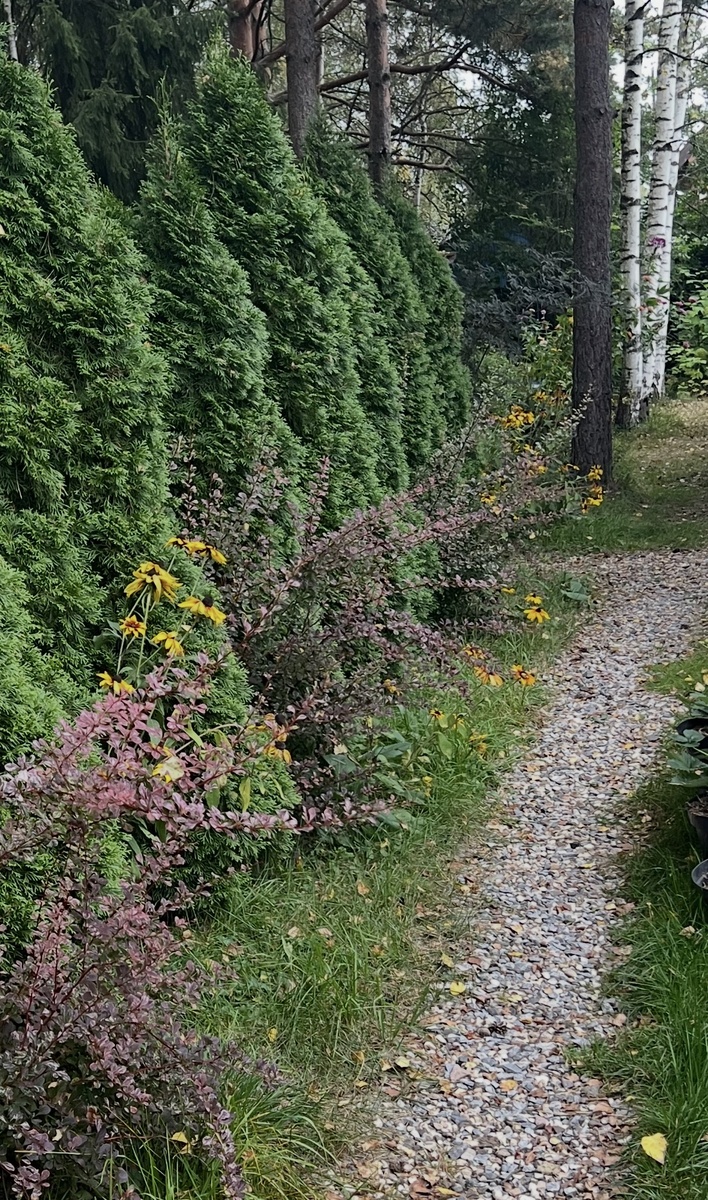 В лесной зонн