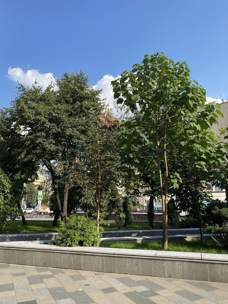 3-х летнее дерево Павловния в Москве в районе Садового кольца