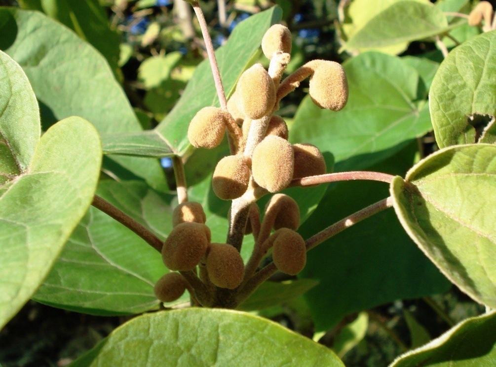 Цветочные бутоны Павловнии