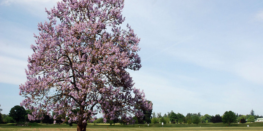 Павловния в России: дерево, которое привезли, и как его используют