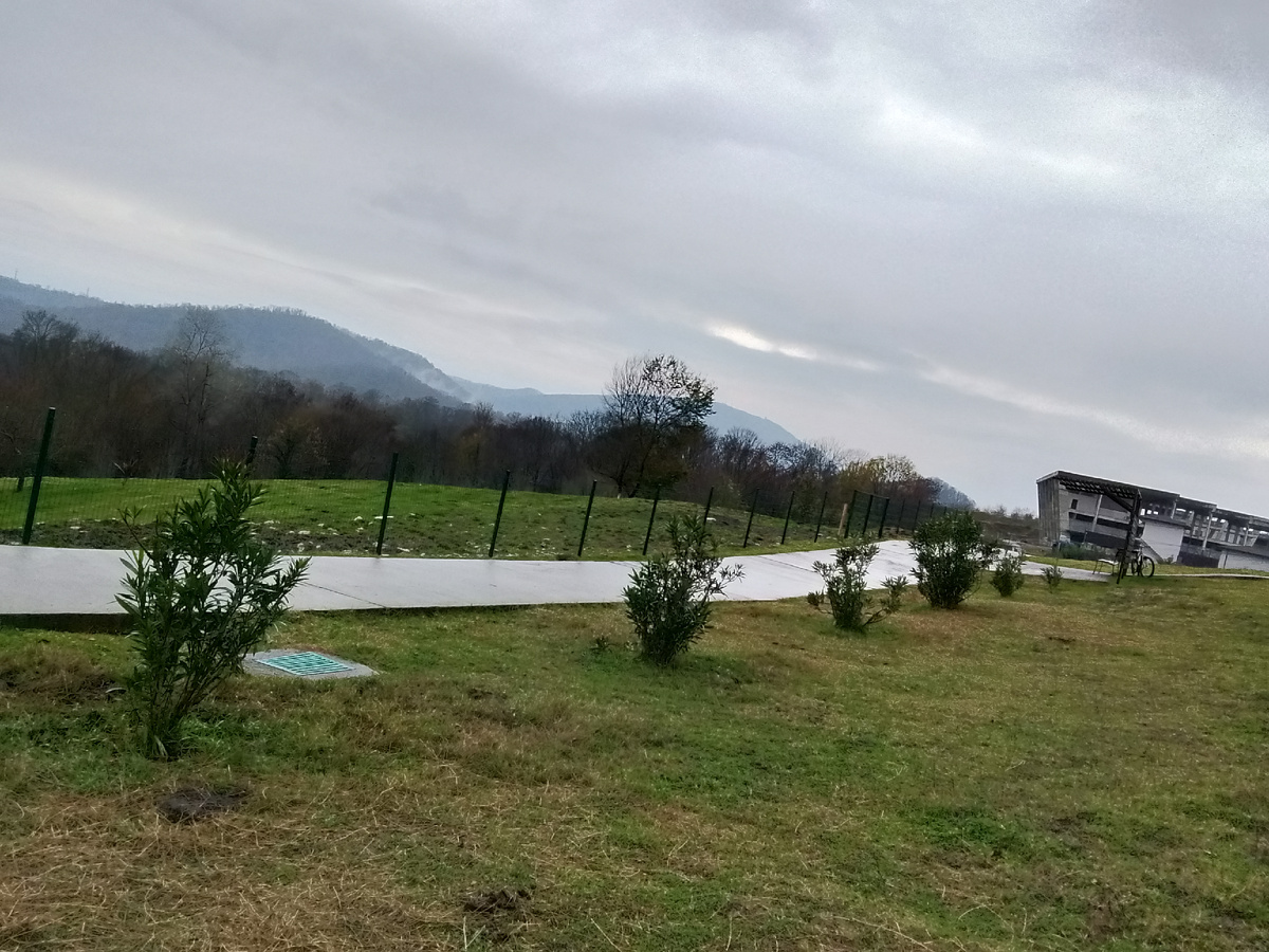 Аллея молодых олеандров на моей любимой работе 😍