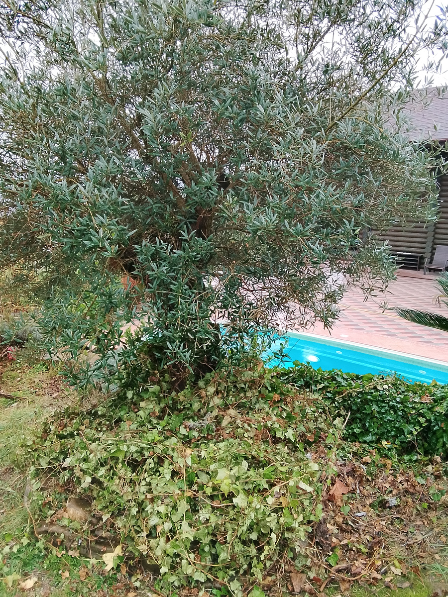 Оливы тоже плохо переносят последние зимы, поэтому кроме обработки кладу к корням большое количество мульчи