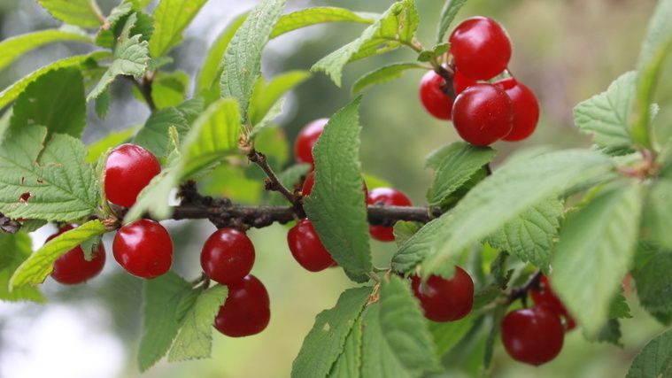 Мои новые неприхотливые культуры