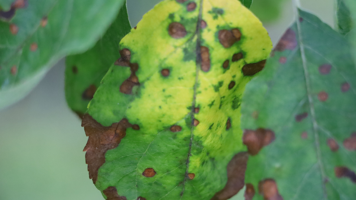 Парша съела все листья на яблоне за месяц