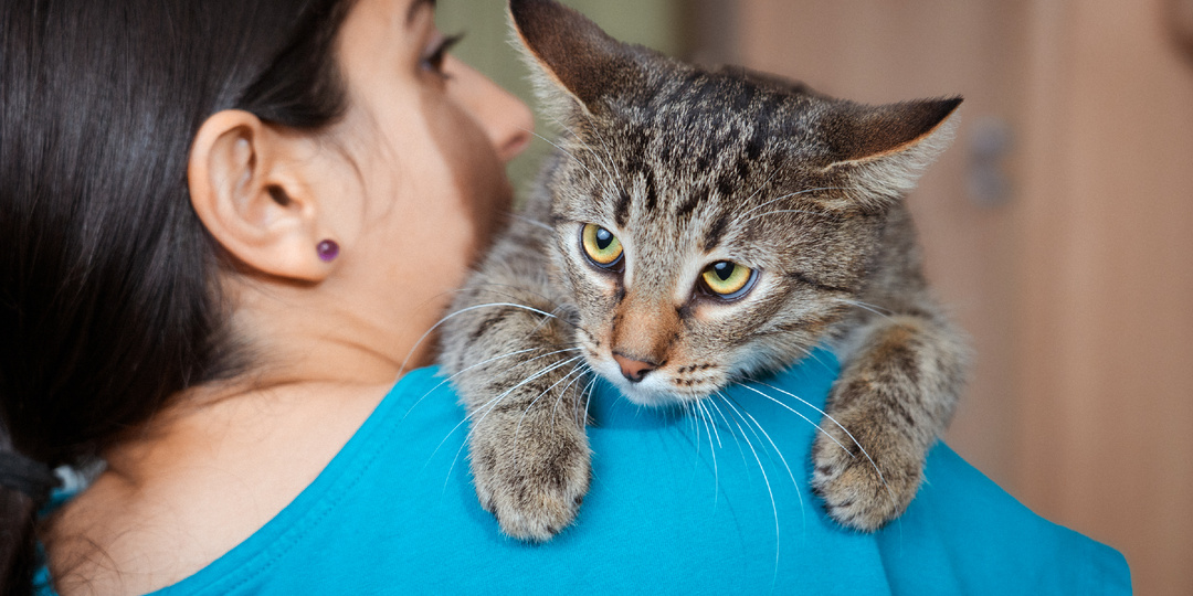 Запуганый кот с улицы очень нуждается в семье🥺