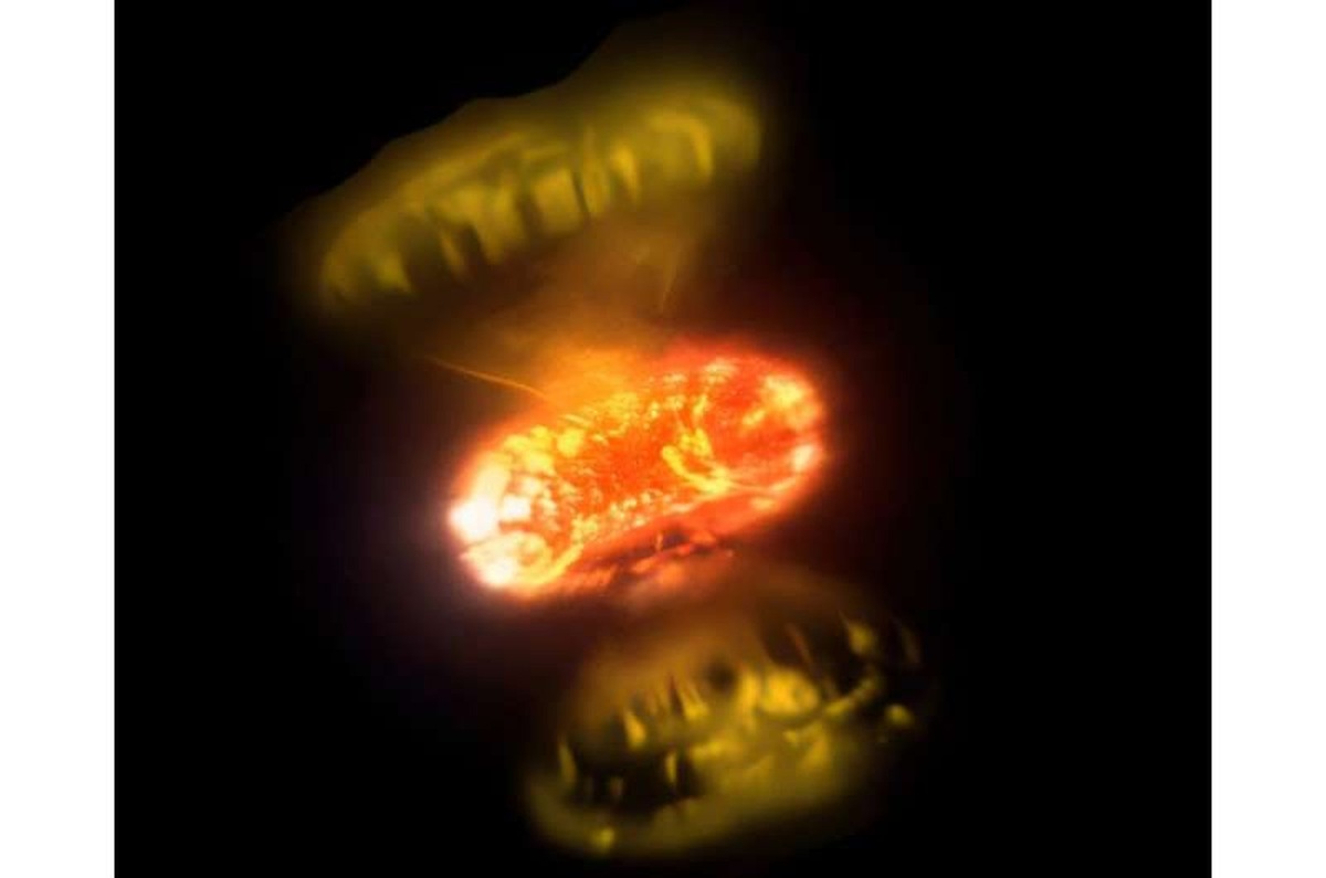    Художественное изображение «новой» V1674 Геркулеса. Фото: обсерватория CHARA