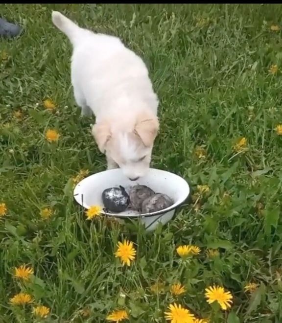 Несмышленыш