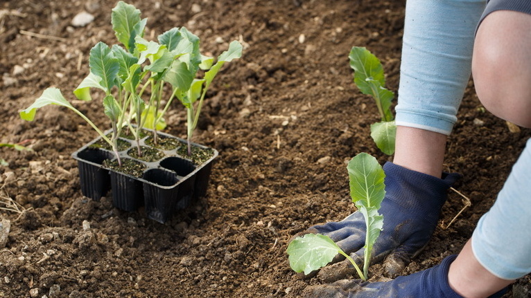 Готовность рассады цветной капусты