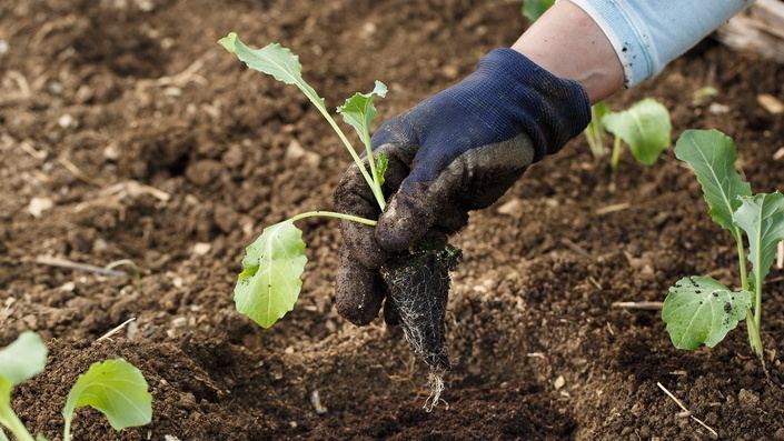 Стебель готовой рассады цветной капусты - толщиной не менее 4 мм, плотный и упругий