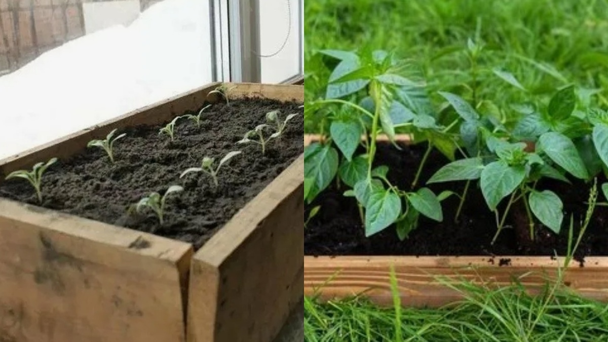 Рассада перца в ящике глубиной 15 см через 45 дней после всходов