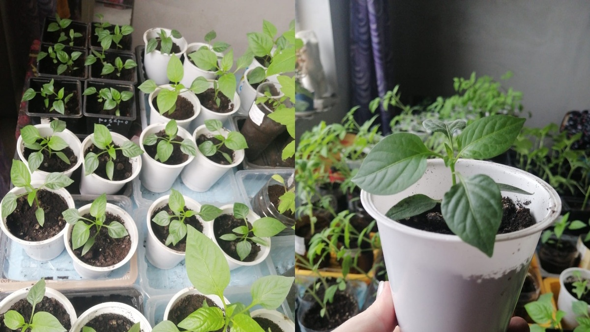 Раньше выращивал в пластиковых стаканчиках объемом 200 мл