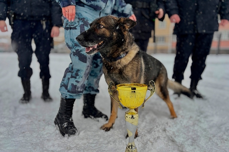    Немецкой овчарке Глории исполнилось 10 лет, это считается внушительным возрастом для службы