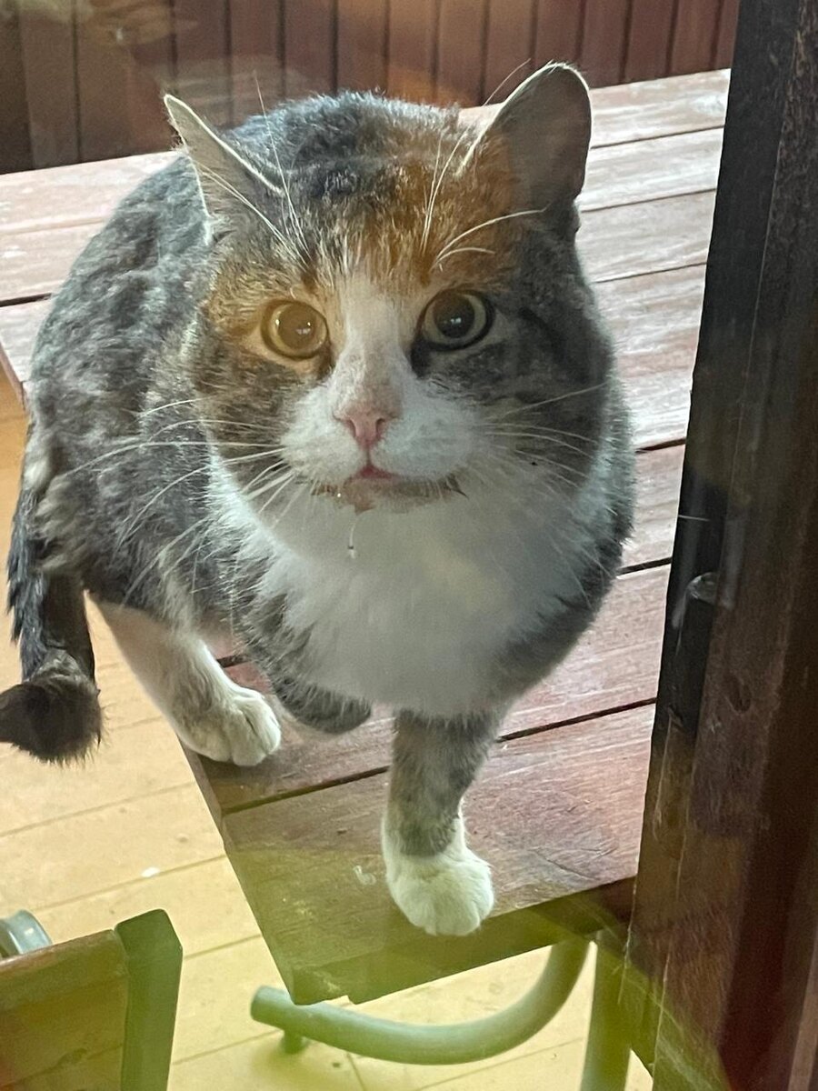 А я тут стучу, стучу! Кот Космос. Везде фото автора.