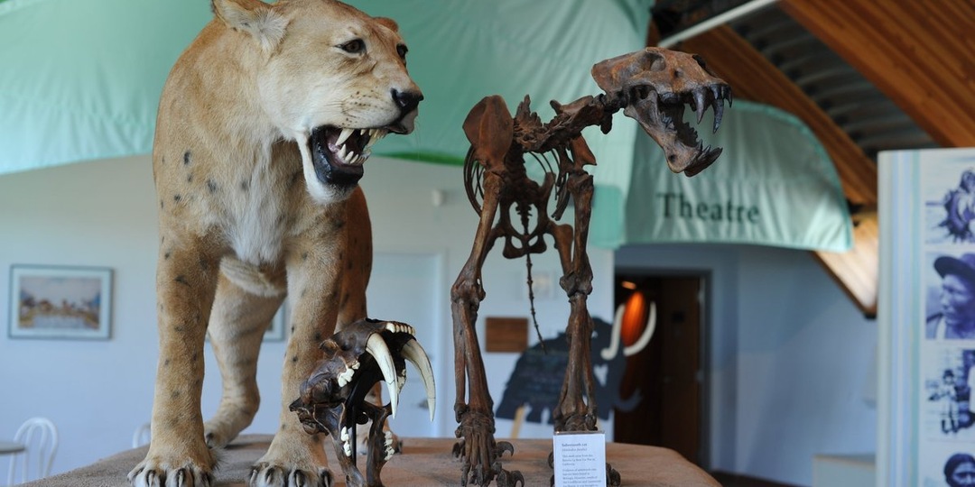 Палеонтологи выяснили, что в Сибири обитали саблезубые кошки