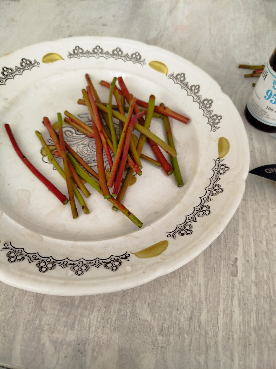 Нарезанные черенки.