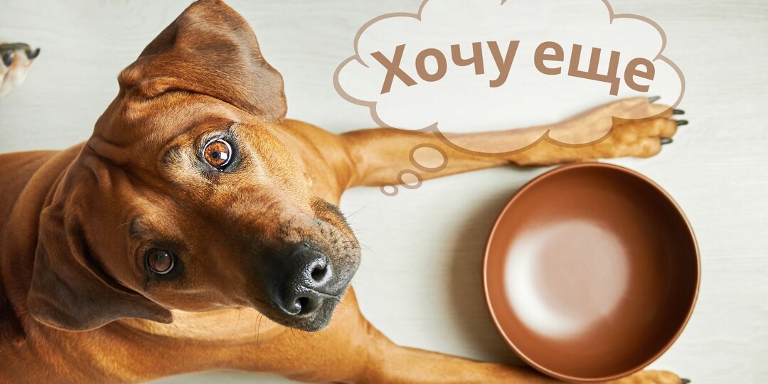 Вы морите свою собаку голодом? Тихие признаки, которые вы пропускаете каждый день.