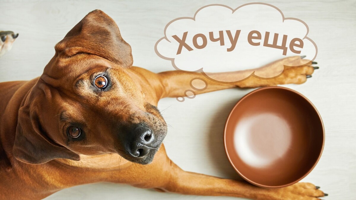Голодная собака просит есть