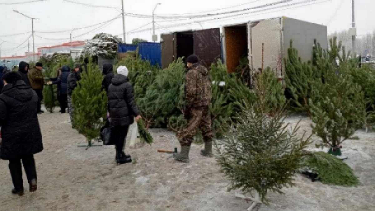    Власти Саратовской области отказались от вырубки новогодних елокНовости Саратова и области – Сетевое издание «Репортер64»