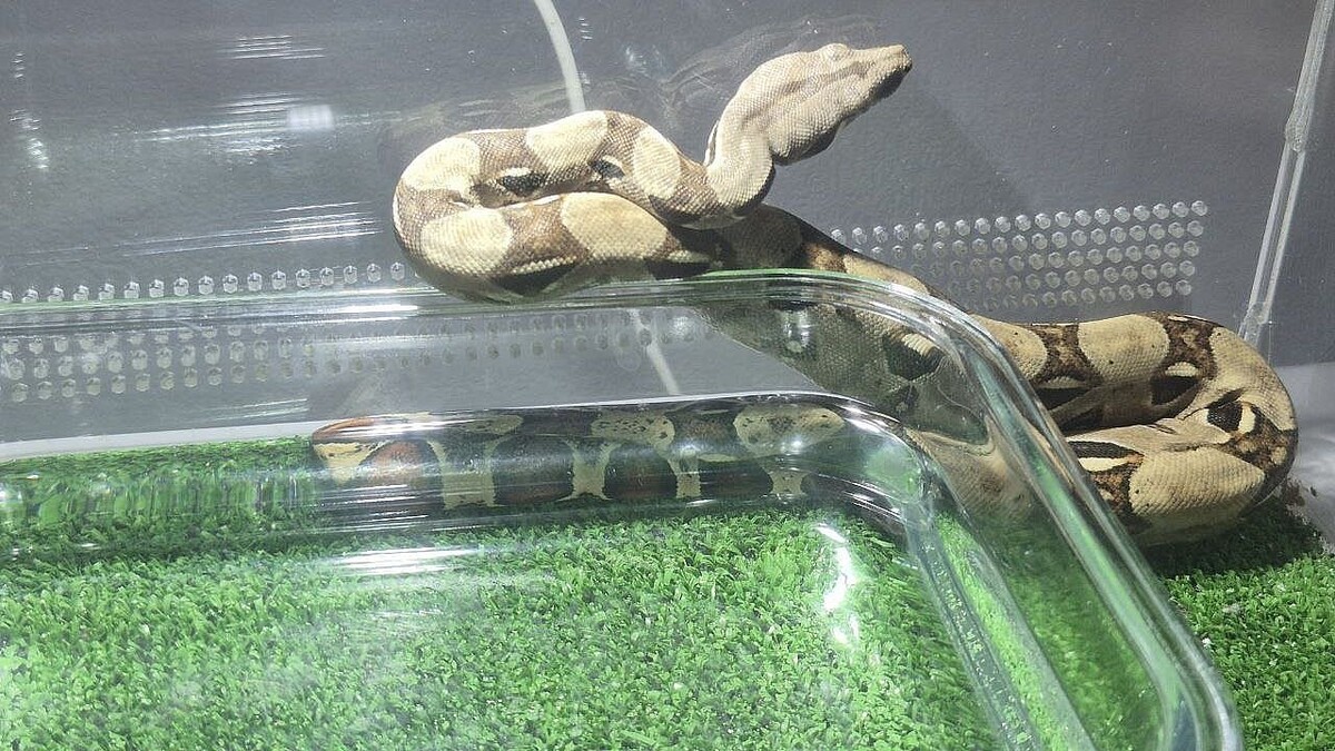    Фото: телеканал «Краснодар»