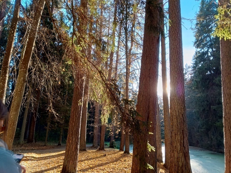     Берёзовые, хвойные балансы, а также пиломатериалы отправились в 21 страну. Фото: Архив МК в Великом Новгороде