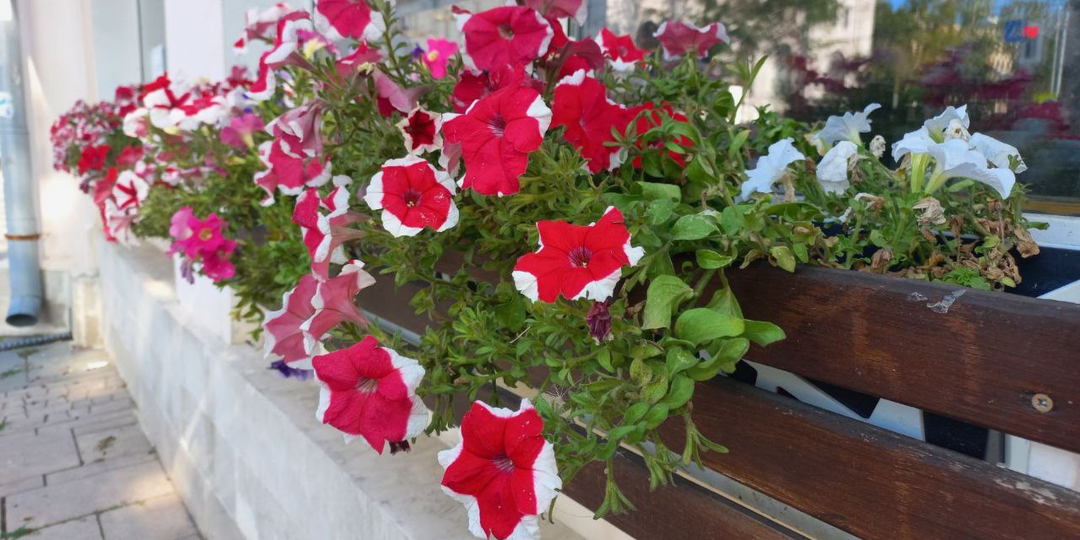 Нахальная свекровь. Глава 9.